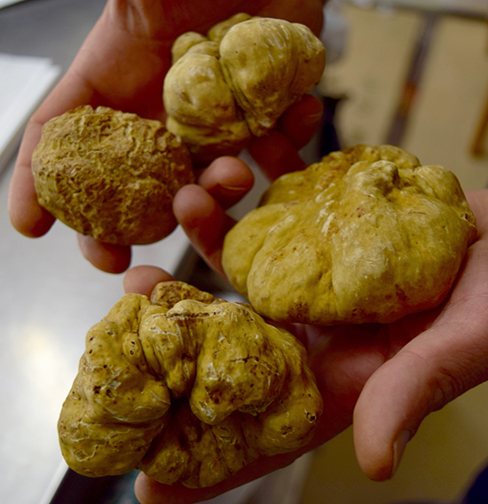 our favorite dog finding white truffles 